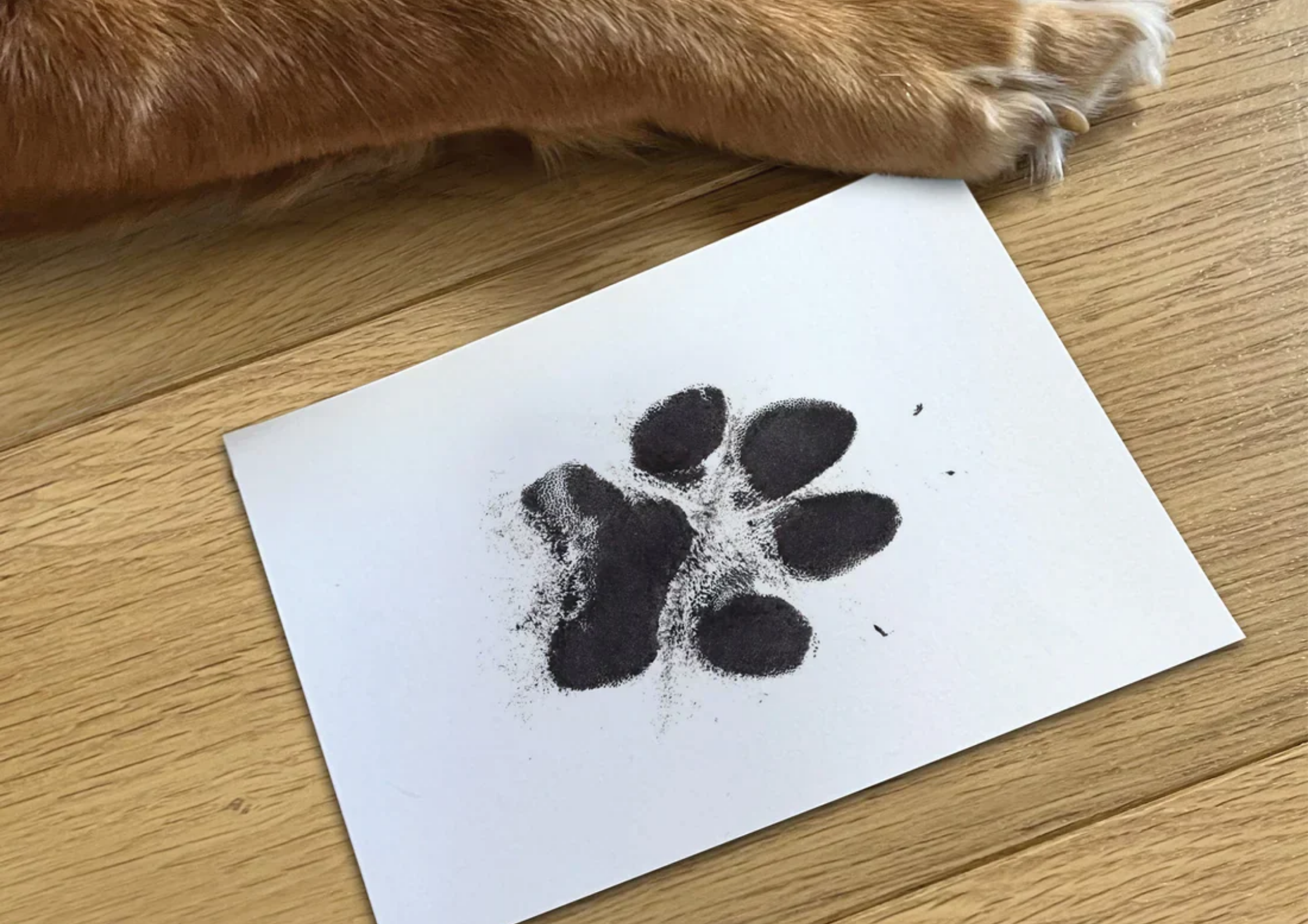 Crafting Memories with Your Dog: Fun Ideas for Pet Lovers! ๐พ๐๏ธ