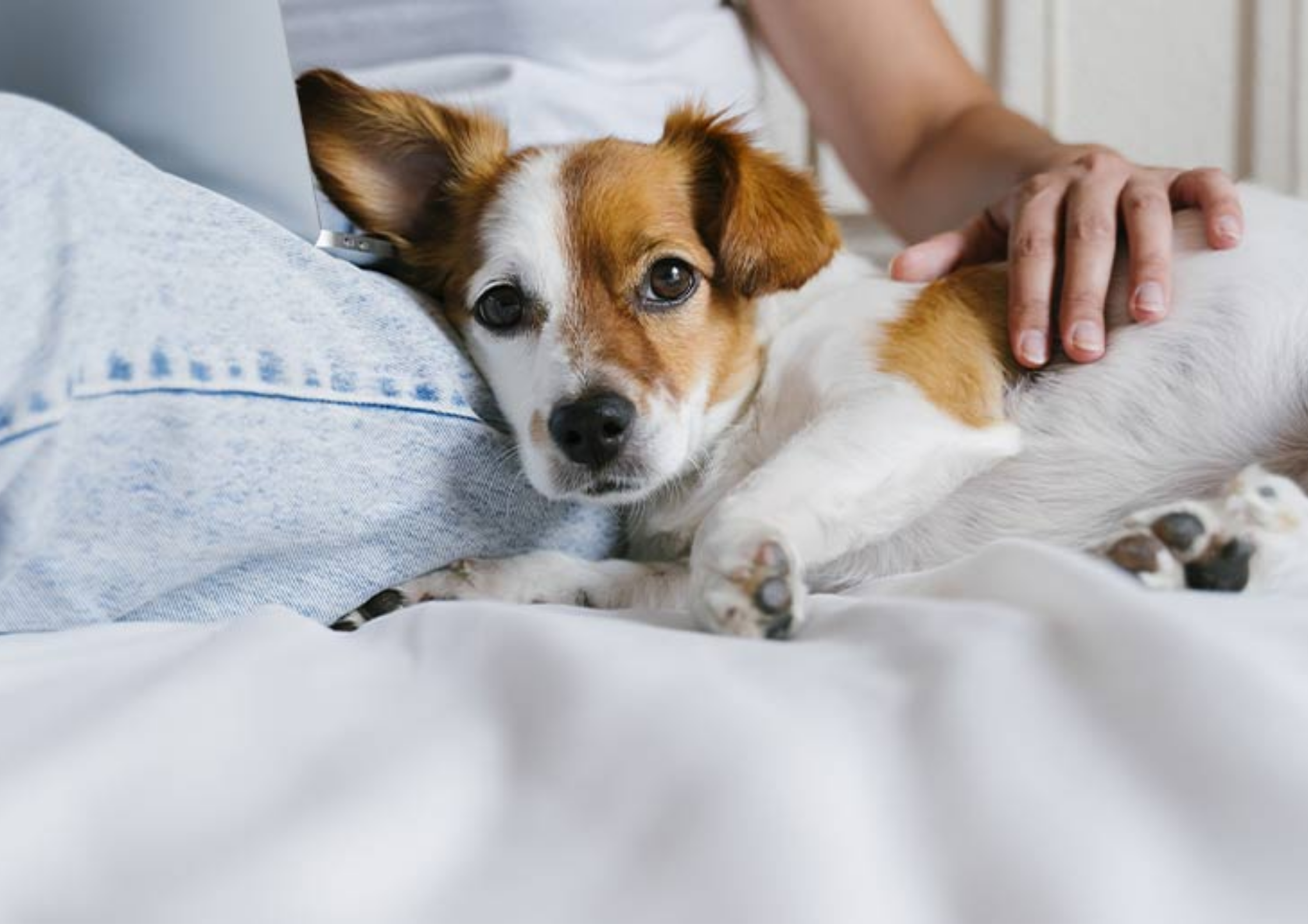 The Healing Power of Dog Therapy: How Your Pup Can Help You Heal ๐พ๐
