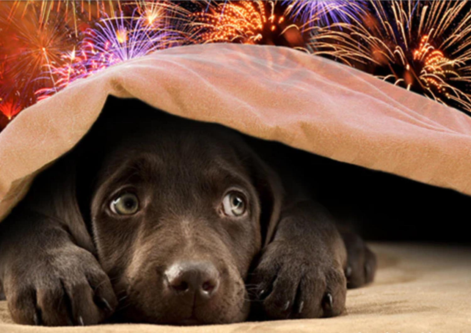 How to Keep Your Furry Friend Safe and Snug During Bonfire Night, Halloween, and Christmas