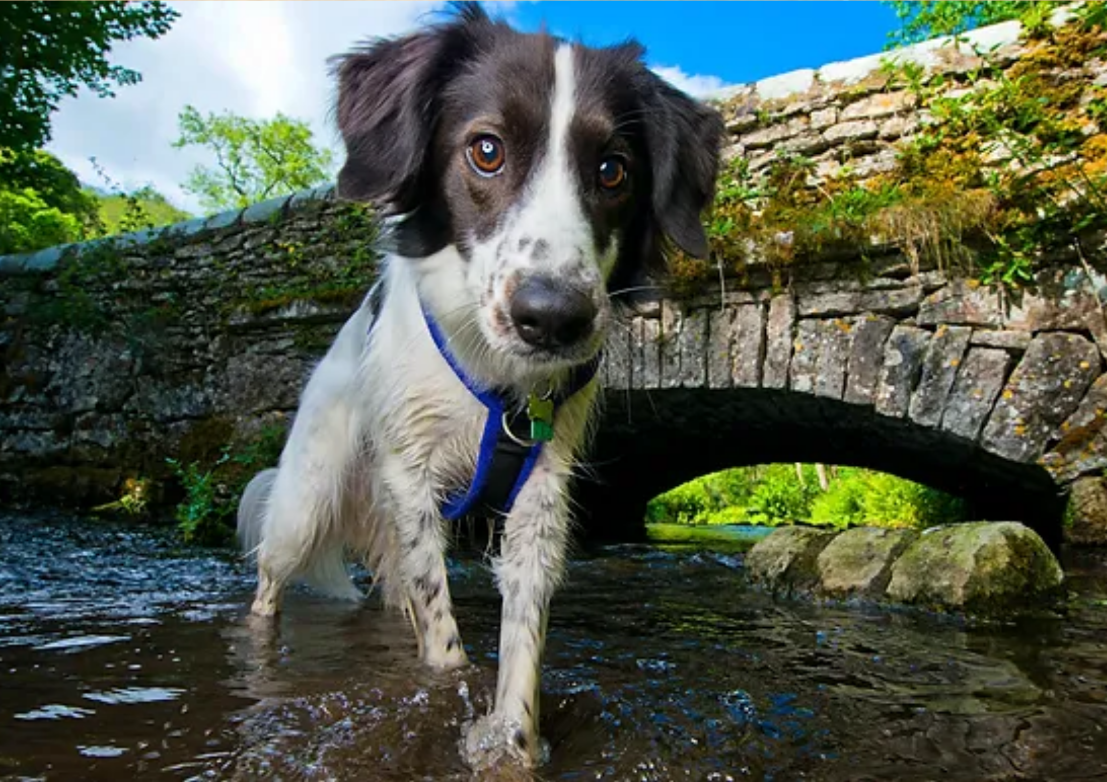 10 Paw-some Dog-Friendly Days Out in the UK