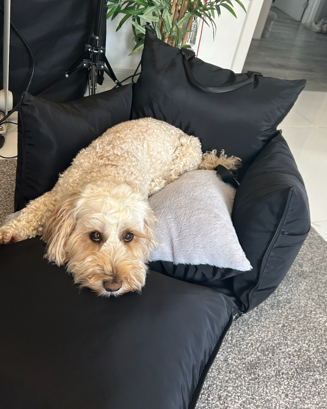3 in 1 Dog Travel Bed