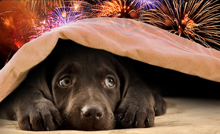 How to Keep Your Furry Friend Safe and Snug During Bonfire Night, Halloween, and Christmas