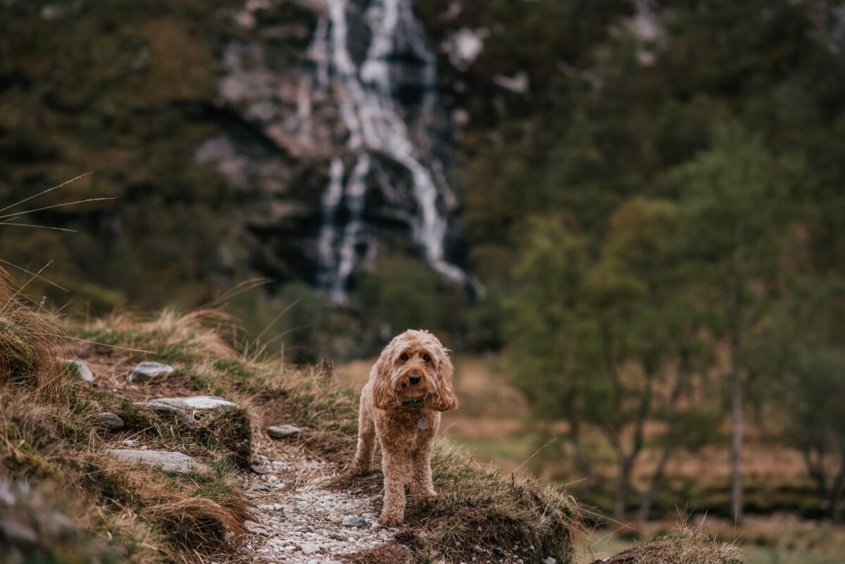 Safe & Snug: Keeping Your Pooch Secure on Autumn Adventures